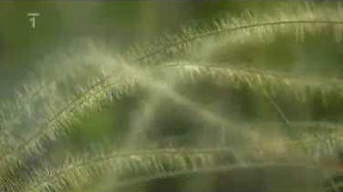 Živé srdce Evropy - Kavyl olysalý