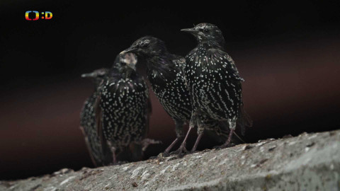 V divočině, tam to žije - Epizoda 22/40