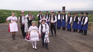 Meruňky ve stínu vinné révy