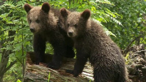 Méďové na cestách - 8/43 Blatensko