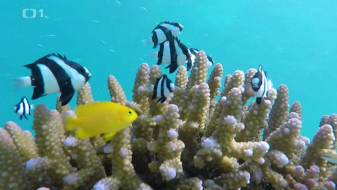 Objektiv - 9. září 2018