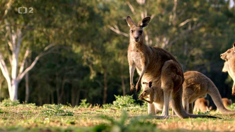 Svět zvířat - 11/20 Klokani