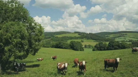 Herbář - Herbář VI