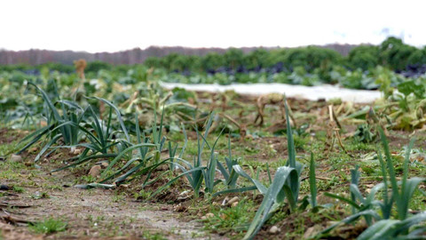2 minuty o klimatu - Lokální potraviny
