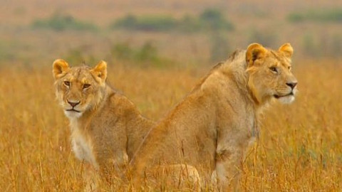 Královny savany - krásné a nezkrotné - 4/6 Změny v rodinném životě