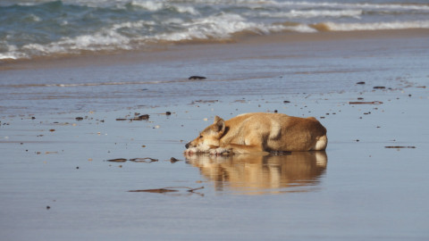 Divocí psi - Ve spolupráci je síla