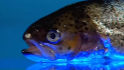 Pod pokličkou - Písek, Krumlov, Budějice, tam je chutí ponejvíce