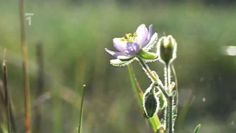 Živé srdce Evropy - Kuřinka obroubená