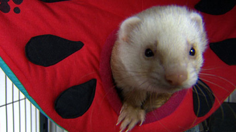 Chcete mě? - 30. ledna 2011