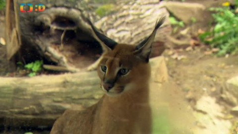 Kocour Mour poznává své příbuzné - Epizoda 2/8