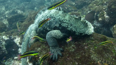 Království oceánů - 4/4 Návrat do moře