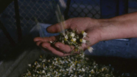 Archiv dne - 12. srpen 1986: Sběr léčivých bylin