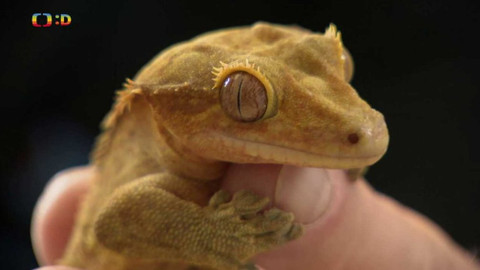 Terčin zvířecí svět - 3. září 2021