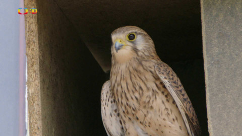 Ptačí rodinky - Poštolčí kuřátka