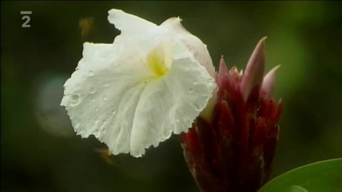 Přidej se - Brazílie VII.