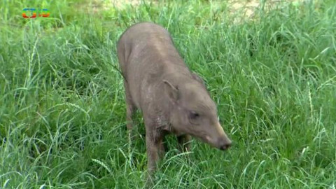 Atlas zvířat - Atlas zvířat