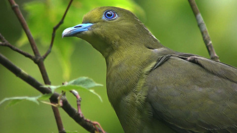 Obdivuhodný svět přírody - Holubi japonští