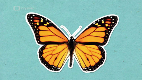 To je něco! - Proč jsou motýli tak barevní?