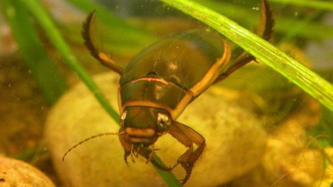 Kapitolky o havěti - 3/10 Potápník