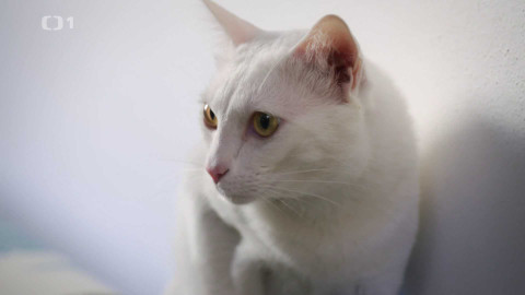 Kočka není pes - Značkující Akari a zastrašující Zoran