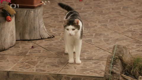 Kočka není pes - Nevychovaný Collin a značkující Wiky