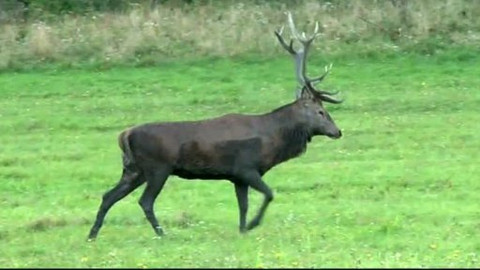 Tisíc let české myslivosti - 22. dubna 2011