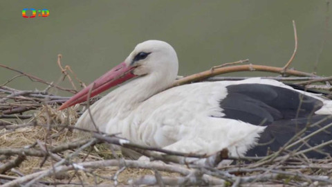 Frnk z hnízda - Epizoda 9/13