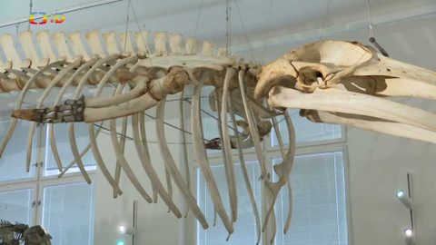 Zprávičky - 21. dubna 2021