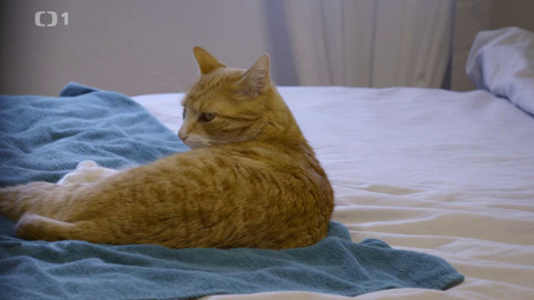 Kočka není pes - Nezkrotná Amy a raubíř Charlie