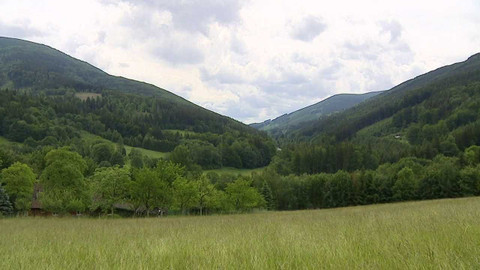 Kvarteto - Co nás učí les