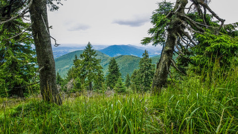 Krajinou domova - 7/13 Lesy