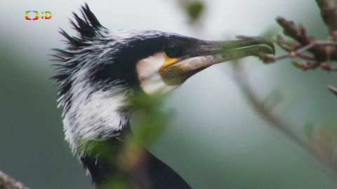 V divočině, tam to žije - Epizoda 30/40