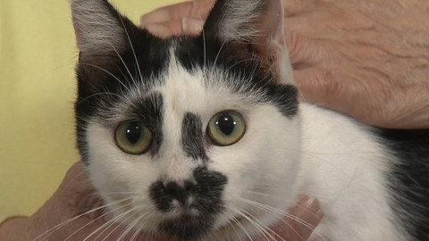 Chcete mě? - Chcete je?