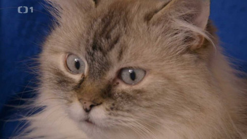 Kočka není pes - Úzkostlivá Sisinka a nesamostatný Čárlí