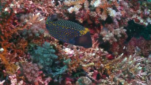 Dobrodružství vědy a techniky - Chráněný ráj