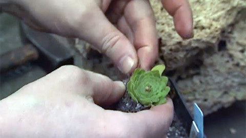 Zahrada je hra - 23. dubna 2006