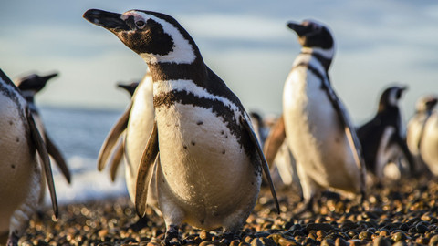 Poslední ráje na Zemi - Patagónie