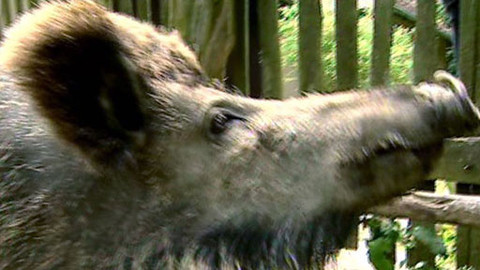 Náš venkov - Na samotě s divočákem