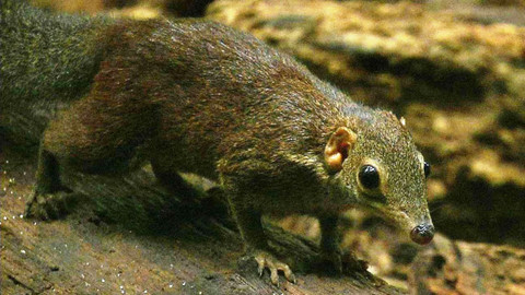 Obdivuhodný svět přírody - Tany