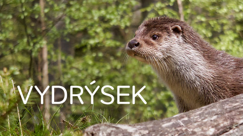 Vydrýsek