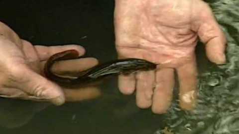 Přidej se - A co na to piskoři?