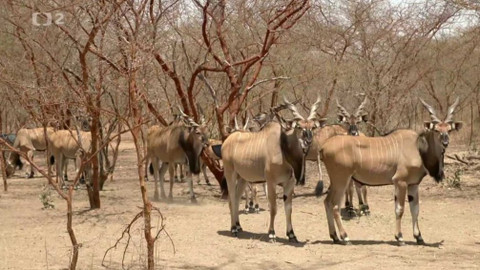Nedej se! - Temná buš