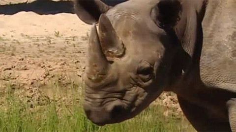 Afrika uprostřed Evropy