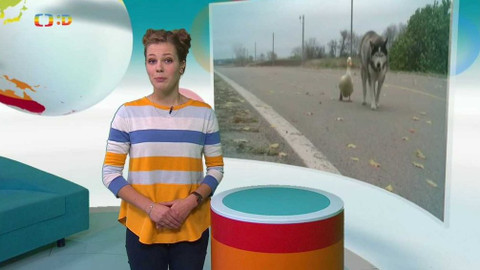 Zprávičky - 5. listopadu 2017