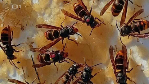 Polopatě - 23. června 2024