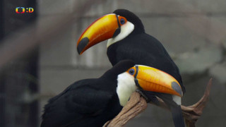 Terčin zvířecí svět