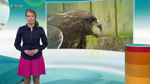 Zprávičky - 19. března 2017