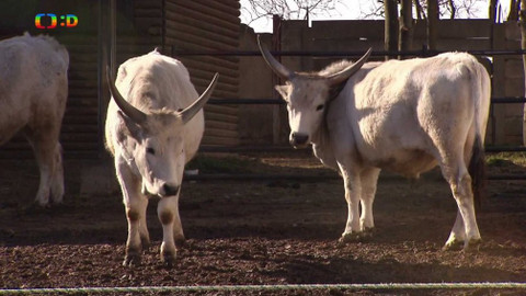 Terčin zvířecí svět - 10. května 2019