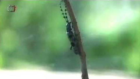 Živé srdce Evropy - Tesařík alpský