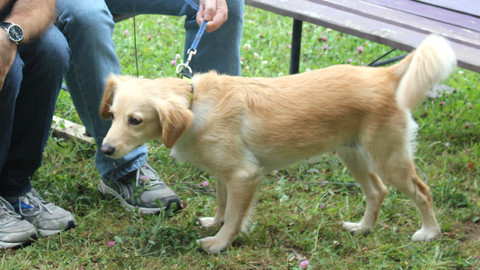 Kočka není pes - Problematická Sisi a zlobivá Míša